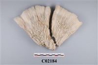 藏品(珊瑚化石)的圖片